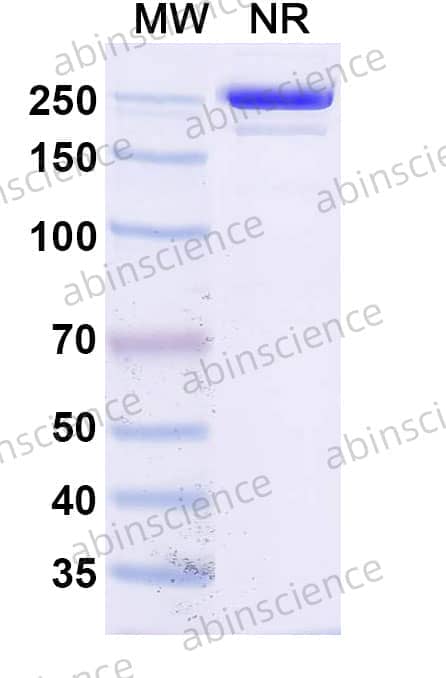 Anti-Human CD154/CD40LG/TNFSF5 Antibody (SAA0549)