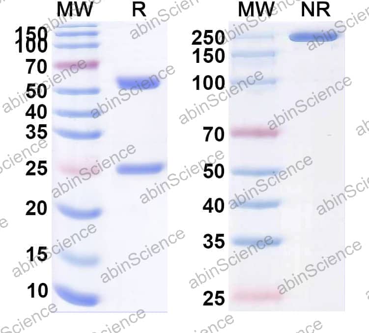 Anti-Human 5'-Nucleotidase/CD73 Reference Antibody (Mupadolimab, RUO)