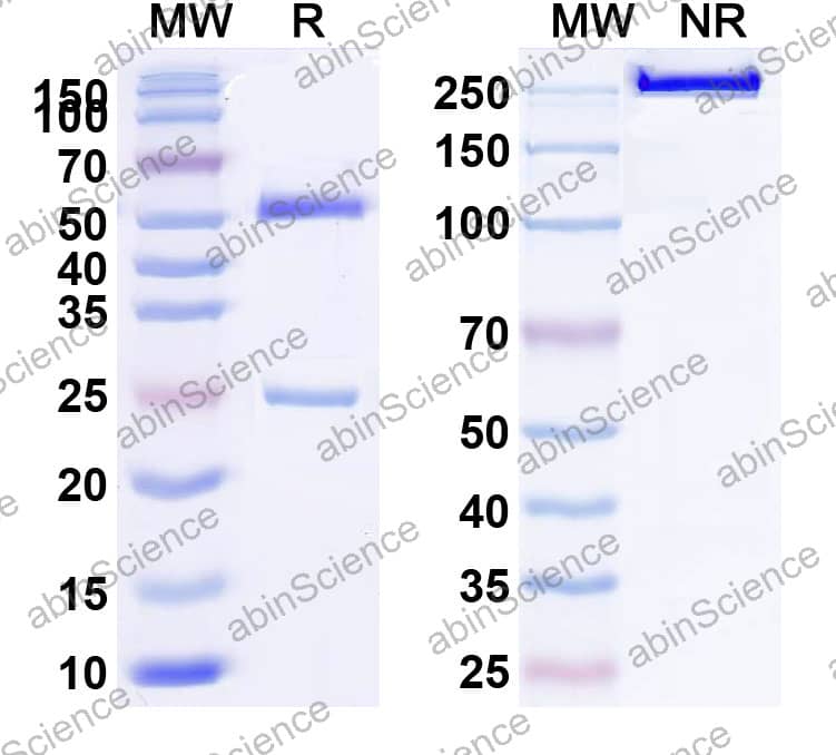 Research Grade Anti-Human CD73/NT5E (IBI-325)
