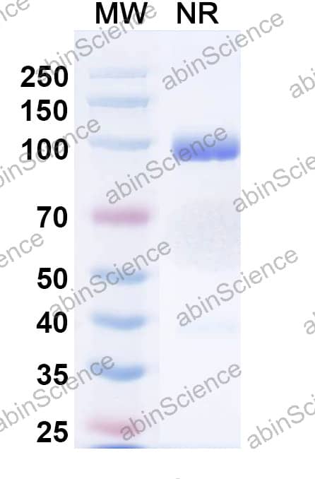 Anti-Human CD182/CXCR2 Antibody (SAA1360)