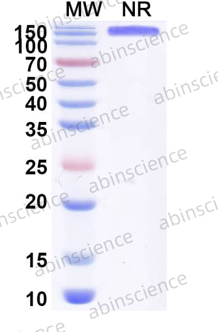 Research Grade Anti-Human CDH3/P-cadherin & CD3E Antibody (PF 6671008)
