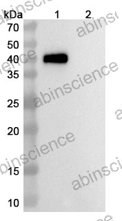 Research Grade Anti-Human CDH3/P-cadherin & CD3E Antibody (PF 6671008)