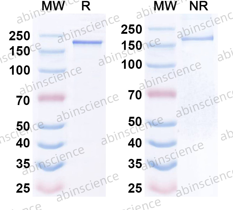 Anti-CDH3/MSLN BiTE Antibody (AMG 305)