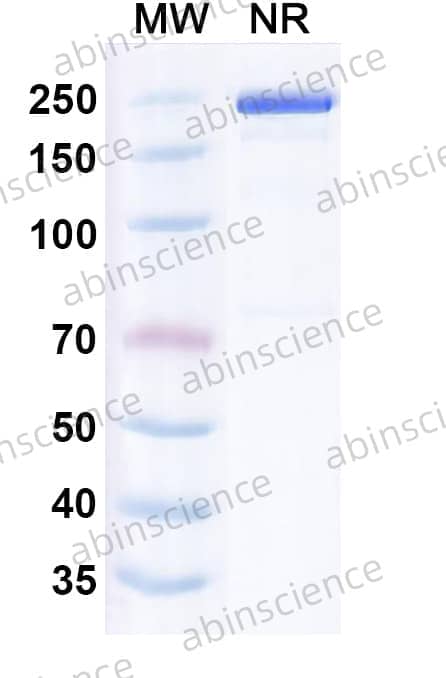 Research Grade Leukotuximab