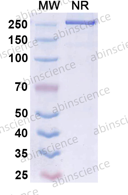 Research Grade Anti-Human CD43/SPN/Leukosialin (AT1413)