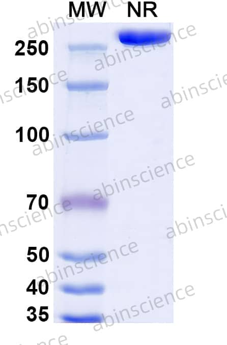 Research Grade Tebotelimab