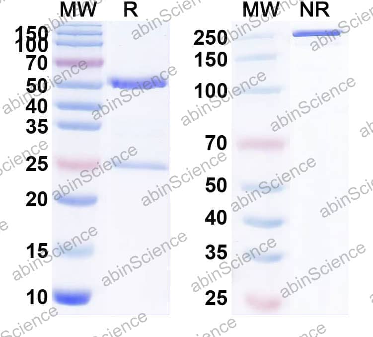 Research Grade Anti-Human CD223/LAG3 (INCAGN2385)
