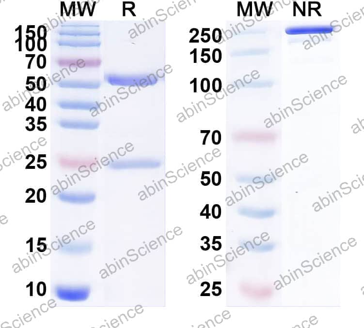 Research Grade Anti-Human CD223/LAG3 (DNV3)