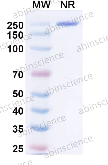 Research Grade Negalstobart