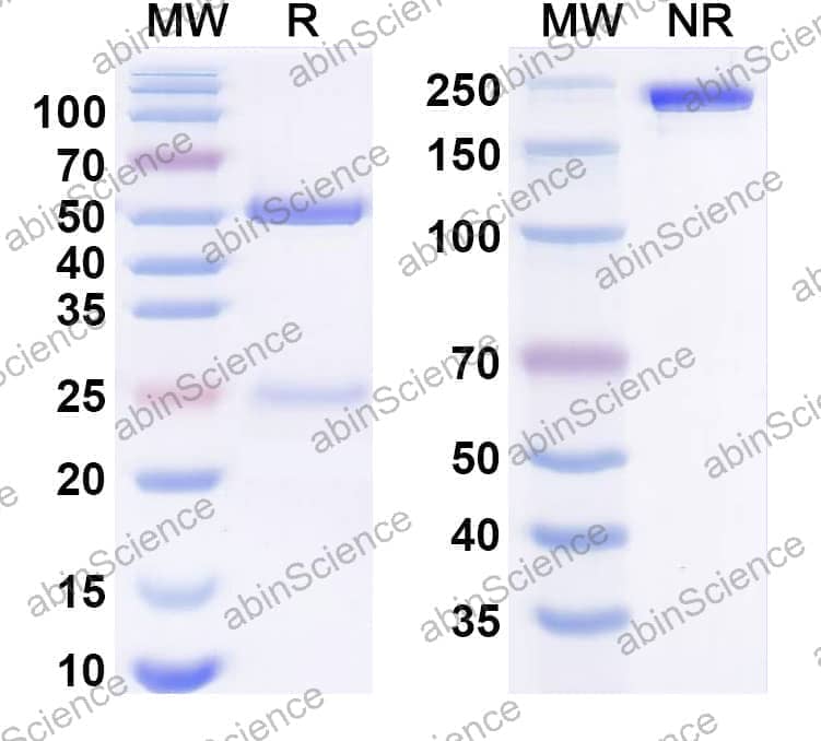 Research Grade Anti-Human CD223/LAG3 Antibody (BI 754111)