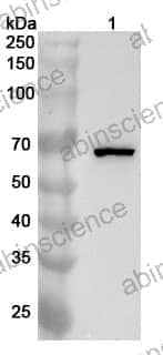 Anti-BRAF Polyclonal Antibody