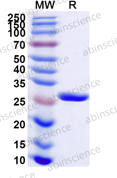 Anti-Human CD152/CTLA4 Antibody (SAA2550)