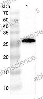 Anti-Human CD152/CTLA4 Antibody (SAA2550)