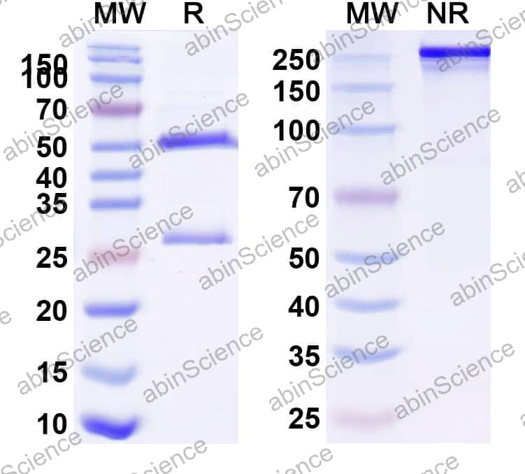 Research Grade Anti-Human CD152/CTLA4 (BMS-986288)