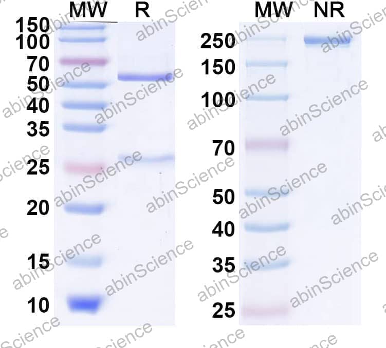 Research Grade Anti-Human CD152/CTLA4 (YH-001)