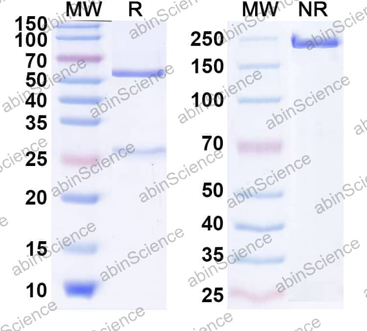 Research Grade Anti-Human CD152/CTLA4 (JMW-3B3)