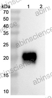 Research Grade Vilastobart