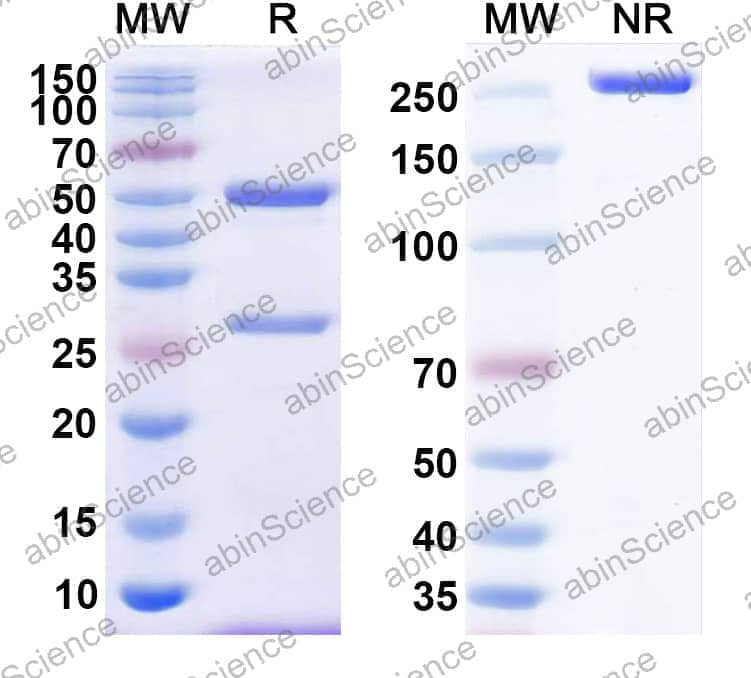 Research Grade Anti-Human CD38/ADPRC 1 (TNB-738)