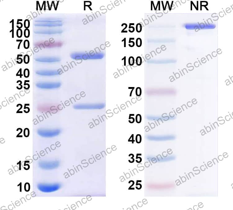 Research Grade Anti-Human CD38/ADPRC 1 (M267)