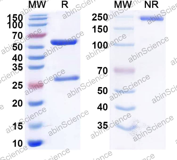 Research Grade Anti-Human CD38/ADPRC 1 (STI-6129)