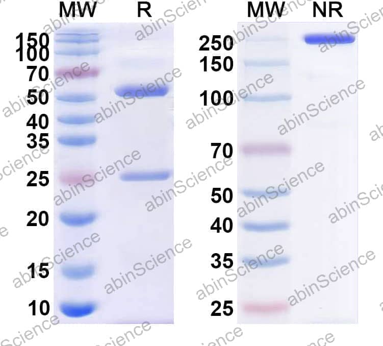Research Grade Anti-Human CD38/ADPRC 1 (TAK-573)
