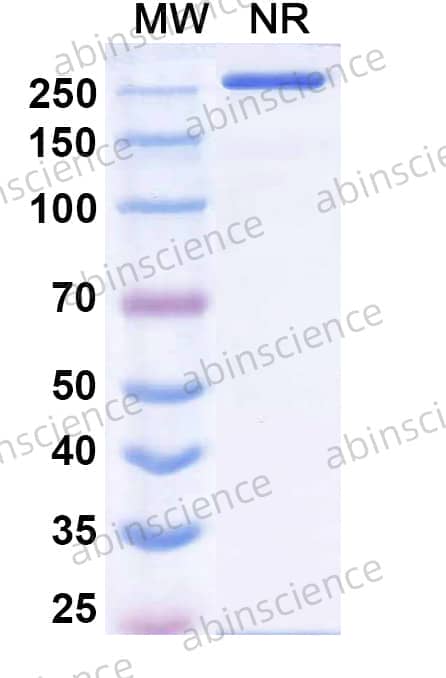 Research Grade Erzotabart