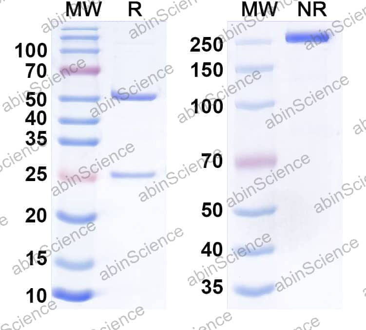 Research Grade Anti-Human CD38/ADPRC 1 & CD3E Bispecific Antibody (GBR-1342)