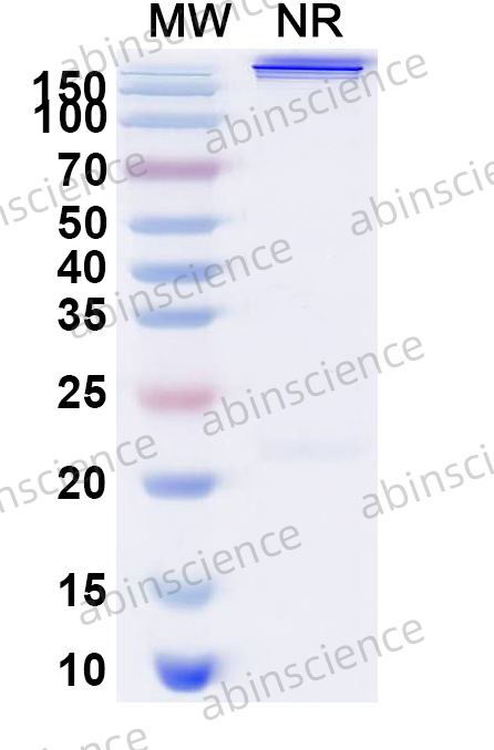 Anti-Human CD38 & BCMA & CD3 Reference Antibody (ISB2001, RUO)
