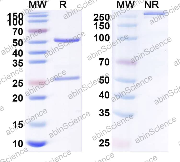 Research Grade Anti-Human S100A4 (AX-202)