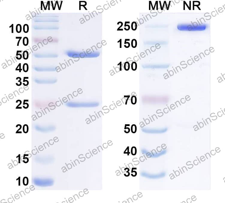 Research Grade Anti-Human CD124/IL4R/IL-4Rα Antibody (12B5)