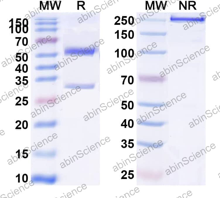 Anti-Human CD124/IL4R Antibody (SAA0046)