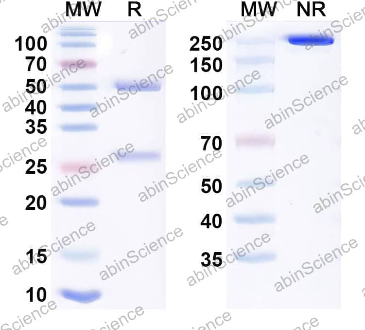 Research Grade Stapokibart