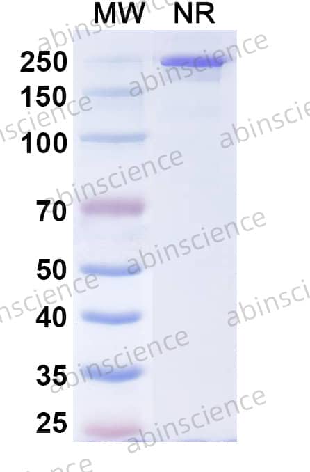 Research Grade Comekibart