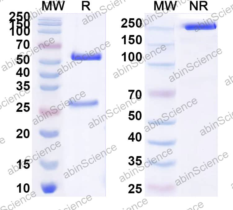 Research Grade camtarkibart