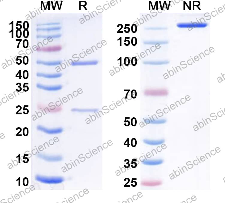 Research Grade gimvekibart