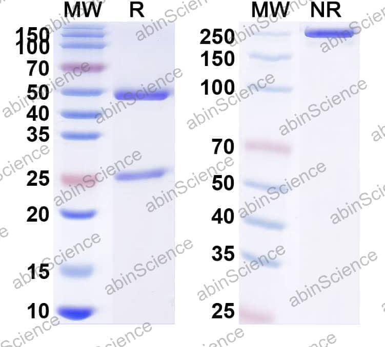 Research Grade Anti-Human IL12B/IL-12 p40/NKSF2 (BOW090)