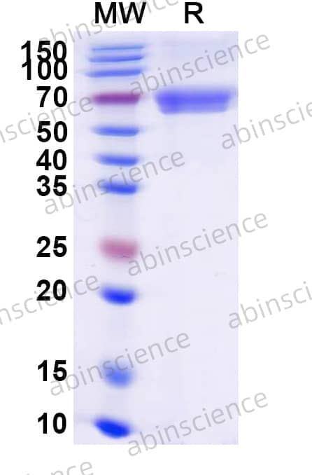 Recombinant Human CD40/TNFRSF5 Protein, C-Fc