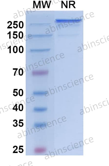 Research Grade Vanalimab