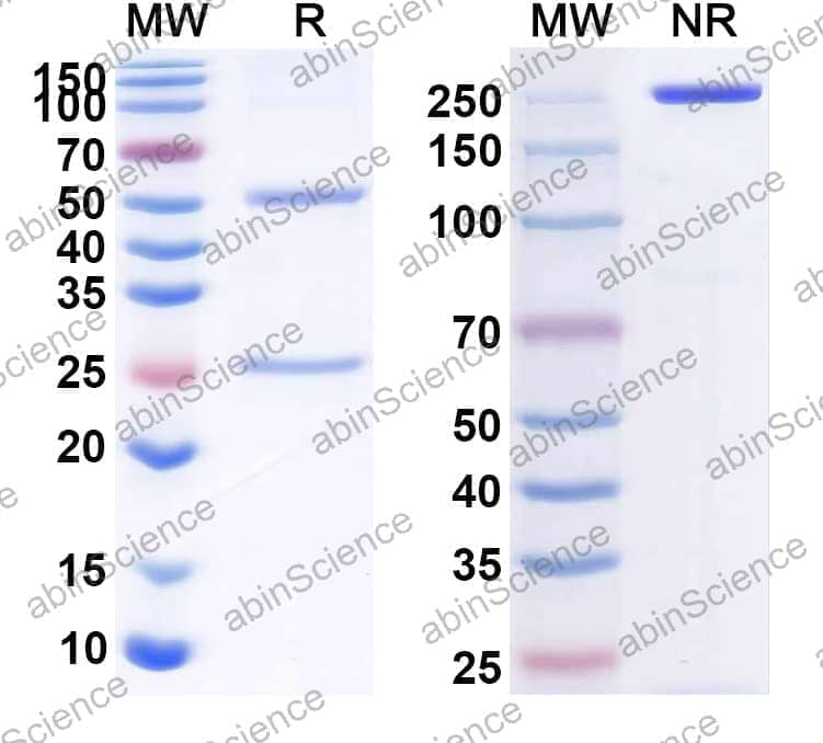 Research Grade Anti-Human CD40/TNFRSF5 (TQB2916)