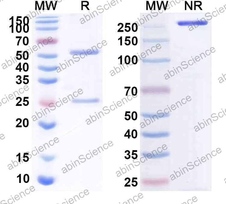 Research Grade Anti-Human CD40/TNFRSF5 (LVGN7409)