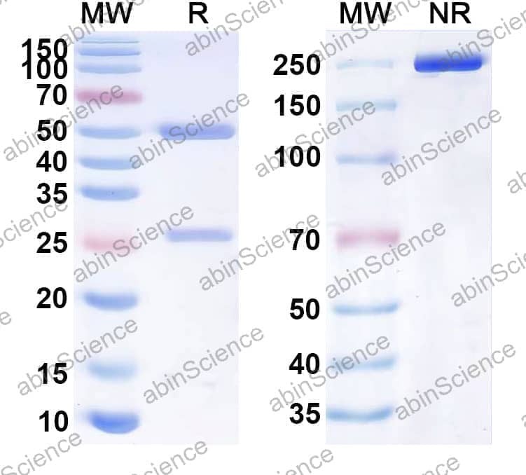 Research Grade Anti-Human CD40/TNFRSF5 (MEDI5083)