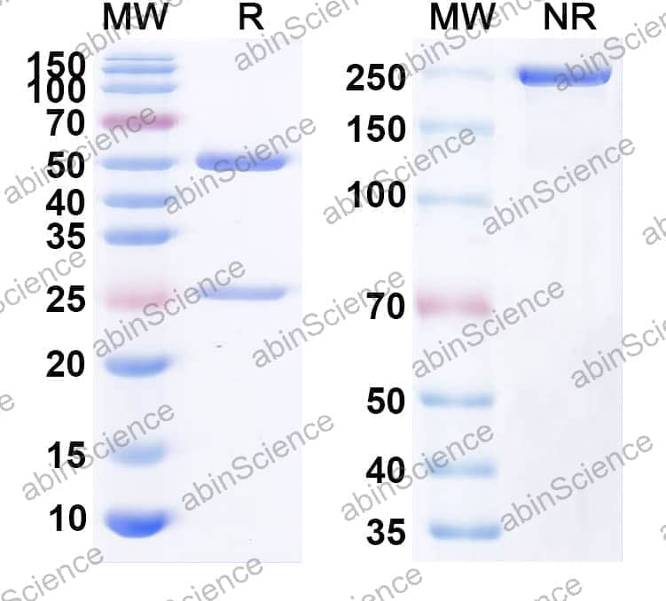 Research Grade Anti-Human CD40/TNFRSF5 (2141-V11)