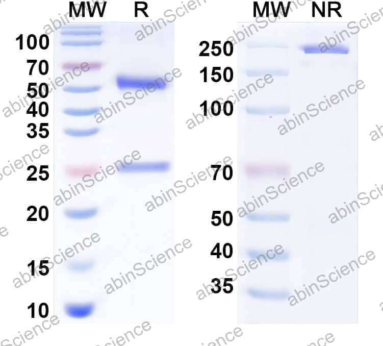Research Grade Anti-Human CD40/TNFRSF5 Antibody (Emory U. anti-CD40)