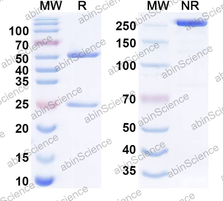 Research Grade Anti-Human CD121a/IL1R1 Antibody (AMG108)