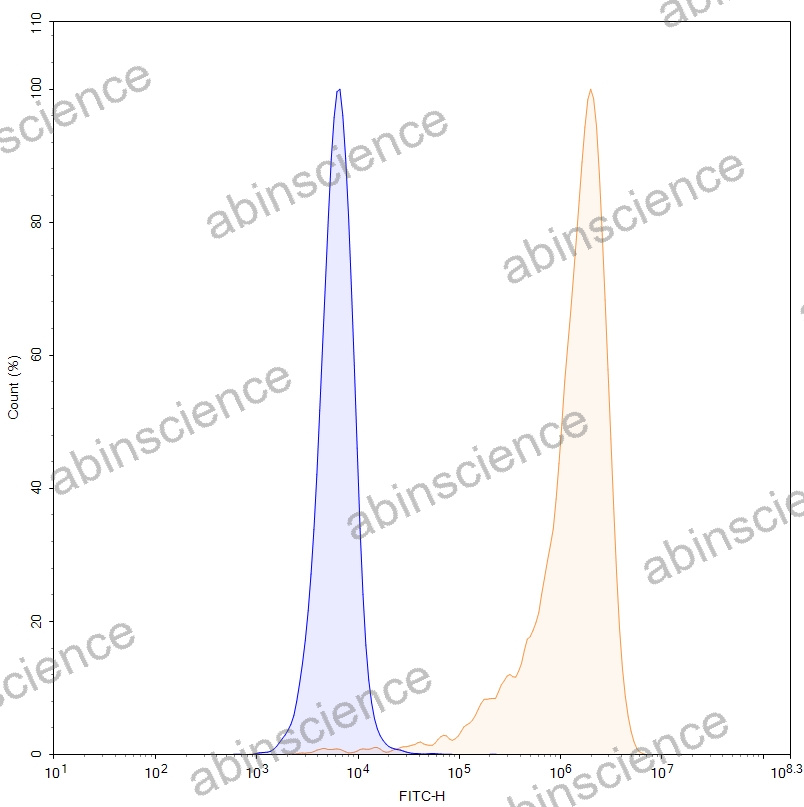 HEK293T Human CD27 Stable Cell Line