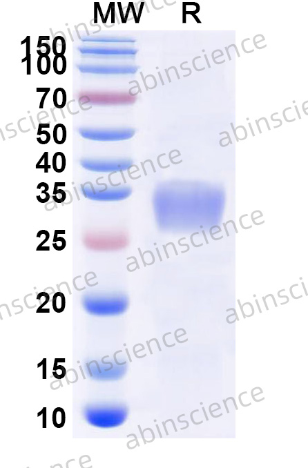 Research Grade Corifollitropin alfa