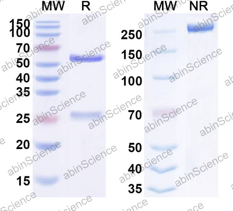 Research Grade Anti-Human CD332/FGFR2 (GP369)
