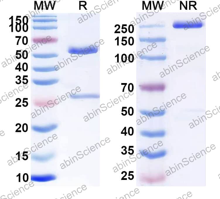 Research Grade Anti-Human CD52 (ALLO-647)