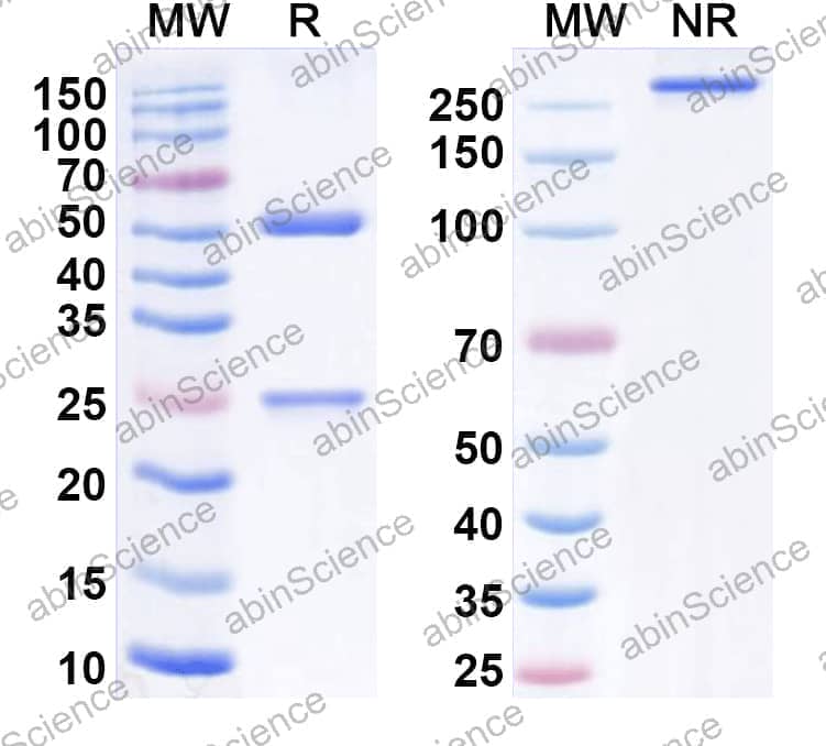 Anti-Human IL12A/IL-12 p35/NKSF1 Antibody (SAA0380)