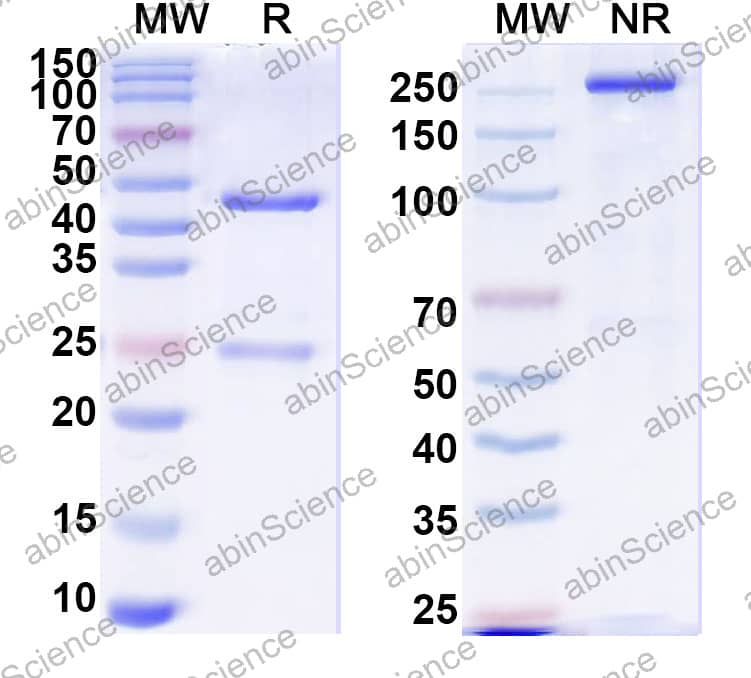 Anti-Human VEGFA Monoclonal Antibody (1A169)